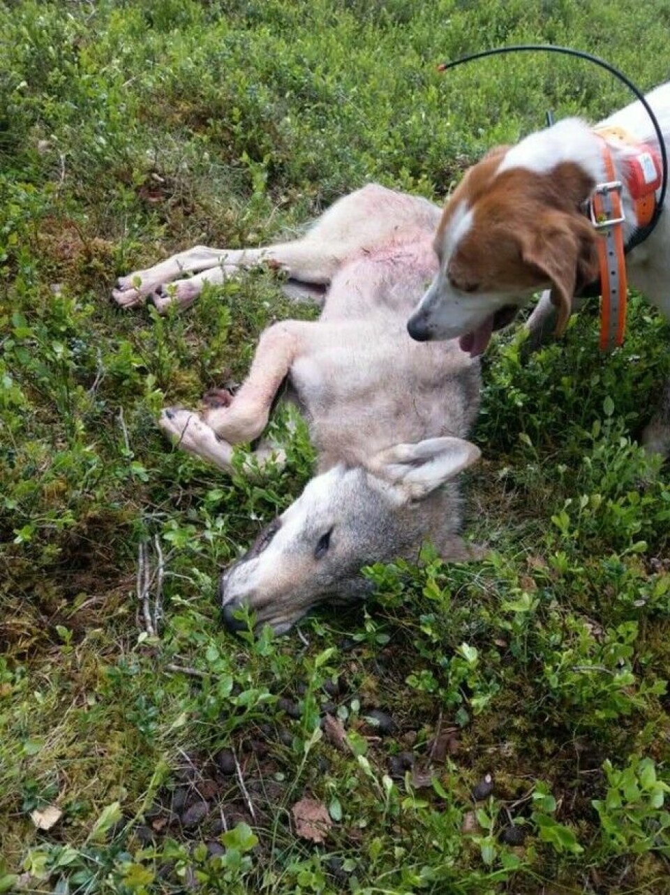 Fra skadefelling i Tynset 20. juni i fjor. Hunden på bildet er en støver av typen american foxhound, som ble innleid fra Sverige.