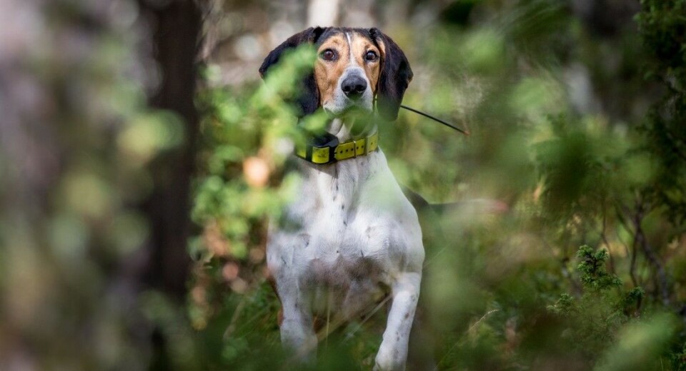 Drivende hund har har vist seg som et svært effektivt verktøy ved skadefelling av ulv på barmark. Drivende hund har har vist seg som et svært effektivt verktøy ved skadefelling av ulv på barmark.