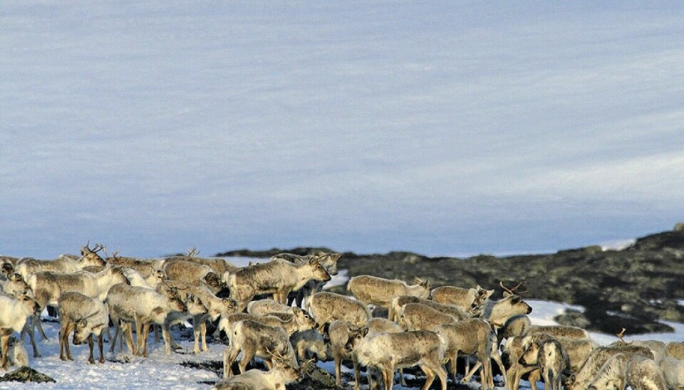 Også leiaren av villreinnemda for Hardangervidda seier at dyra må få ro i vinter, og ikkje bli jaga på under eit ekstraordinært uttak.