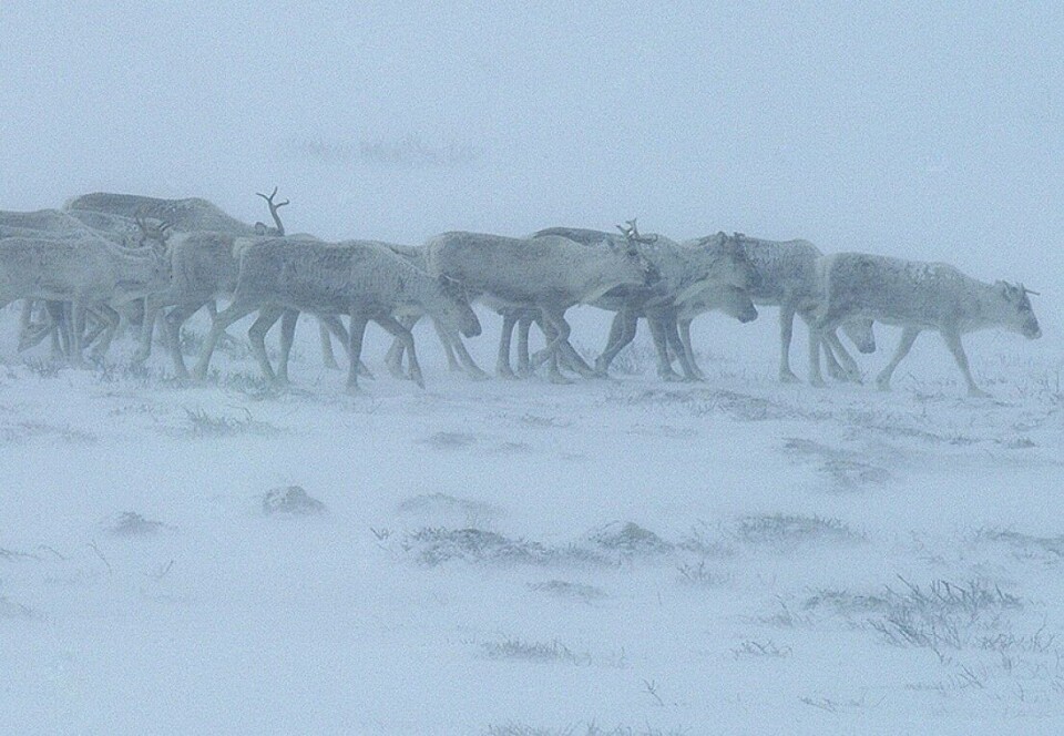For første gang skal villrein, elg og hjort merkes i samme geografiske område. Hensikten er å finne ut hvordan hjortevilt bruker arealene på og rundt Hardangervidda og i Setesdal. For første gang skal villrein, elg og hjort merkes i samme geografiske område. Hensikten er å finne ut hvordan hjortevilt bruker arealene på og rundt Hardangervidda og i Setesdal.