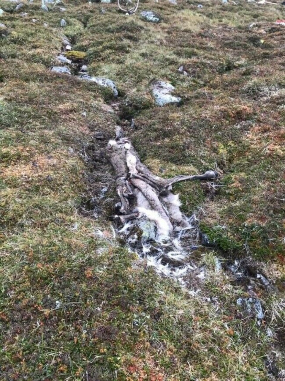 Slakteplassen på Hardangervidda før Mattilsynet og SNO fjernet slakteavfall og vegetasjon.