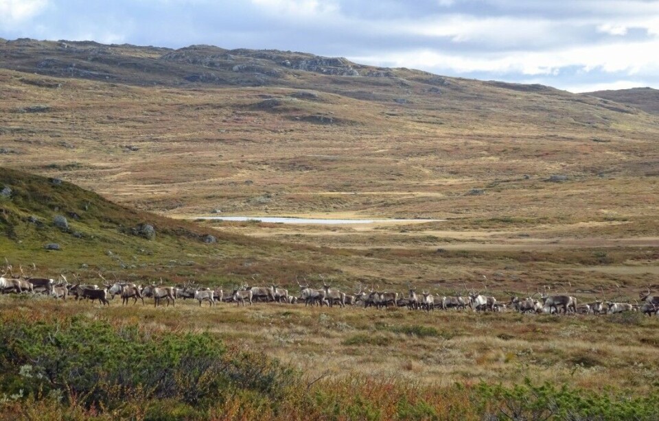 Påvisning av den dødelige skrantesjuken hos en villrein på Hardangervidda er et alvorlig tilbakeslag. Påvisning av den dødelige skrantesjuken hos en villrein på Hardangervidda er et alvorlig tilbakeslag.