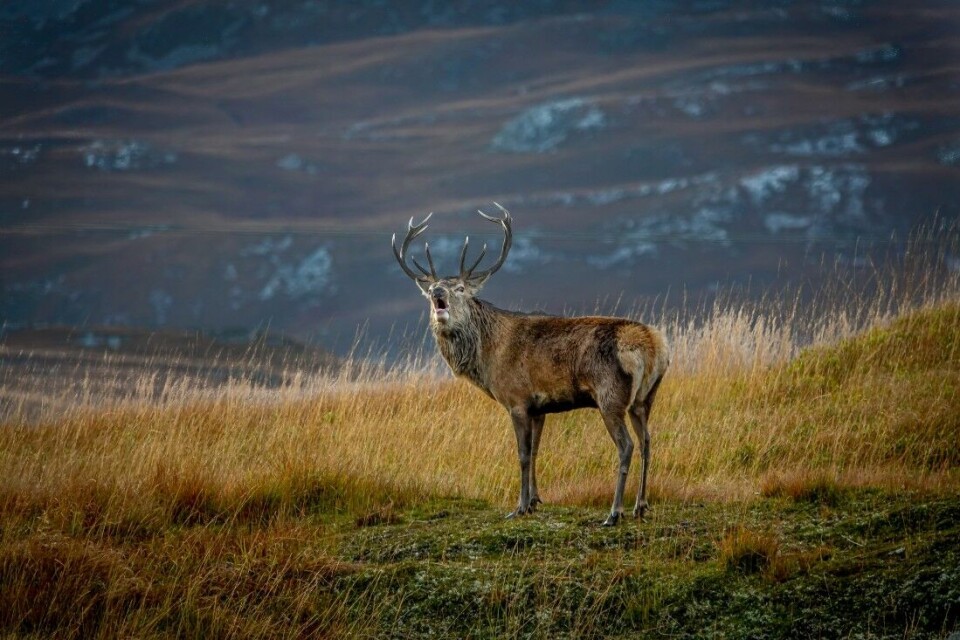 Det brøles i fjell og det brøles i daler. Det er andre uken av oktober og brunsten er på sitt mest intense. Det brøles i fjell og det brøles i daler. Det er andre uken av oktober og brunsten er på sitt mest intense.