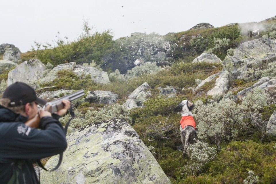 Få opplevelser kan måle seg med høstfarget fjell blandet med rypeskvalder og baksende vinger over vieren. Toppes det hele med perfekt fuglearbeid og en double, er det ikke mer man kan ønske seg som rypejeger. Få opplevelser kan måle seg med høstfarget fjell blandet med rypeskvalder og baksende vinger over vieren. Toppes det hele med perfekt fuglearbeid og en double, er det ikke mer man kan ønske seg som rypejeger.