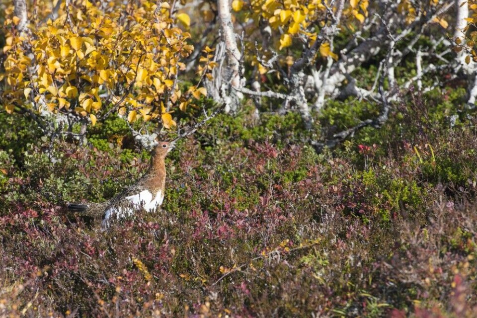 Bær og terrengvariasjon er viktige stikkord for rypebiotoper i september. Bær og terrengvariasjon er viktige stikkord for rypebiotoper i september.