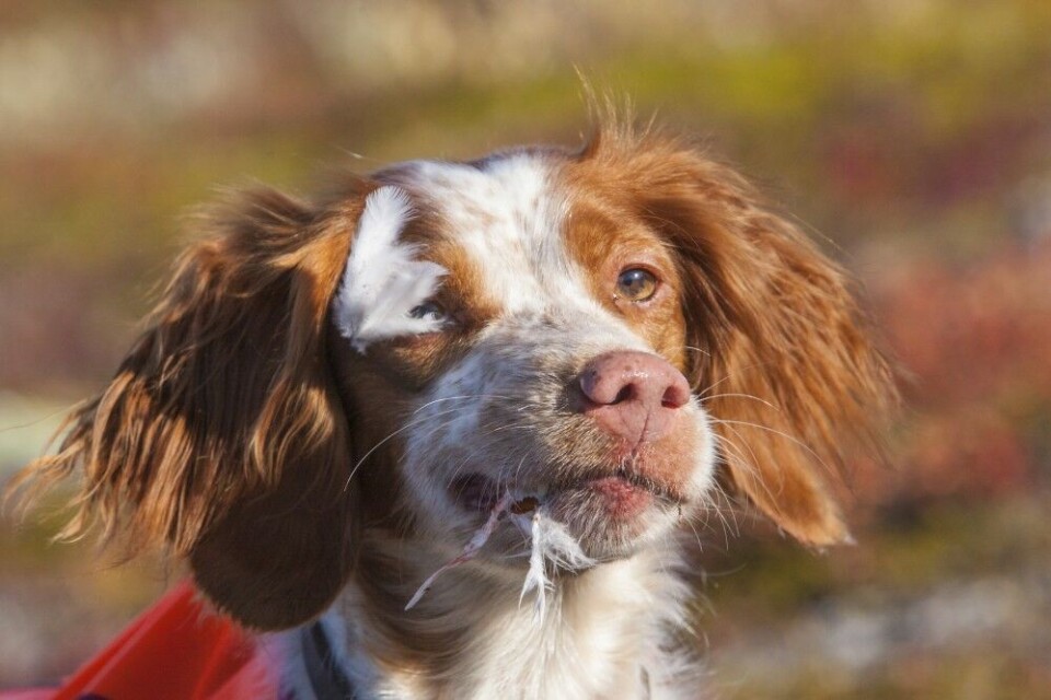Det kan koke i toppen på noen hver når det er bra med fugl. Som hundefører bør du evne å vurdere når hunden har fått nok opplevelser for en dag. Det kan koke i toppen på noen hver når det er bra med fugl. Som hundefører bør du evne å vurdere når hunden har fått nok opplevelser for en dag.