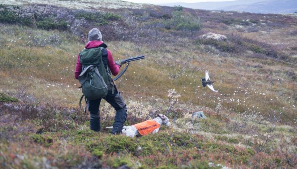 Tilreisende jegere får halv kvote