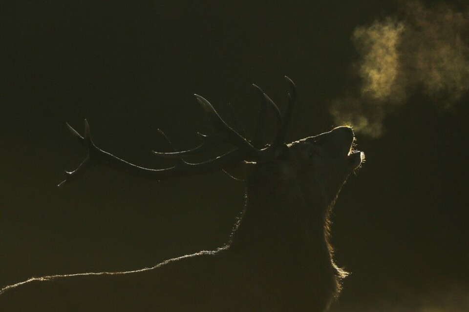Et brunstig hjortebrøl gir frysninger nedover ryggen. Mange hevder brølejakt er den råeste jaktformen som finnes. Et brunstig hjortebrøl gir frysninger nedover ryggen. Mange hevder brølejakt er den råeste jaktformen som finnes.