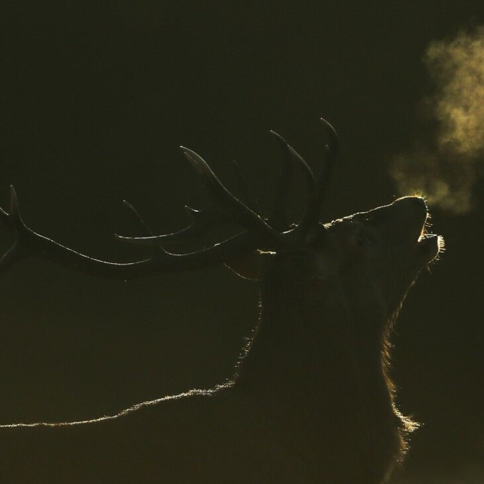 Lær å brøle som en hjort