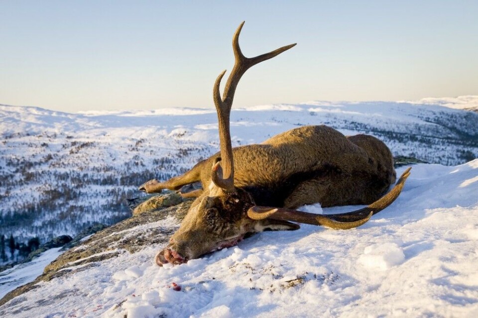 Bukken hadde ikke gått ut lia! Geir Håvard Ingdal fikk gleden av å legge den i bakken med et velrettet skudd. Bukken hadde ikke gått ut lia! Geir Håvard Ingdal fikk gleden av å legge den i bakken med et velrettet skudd.