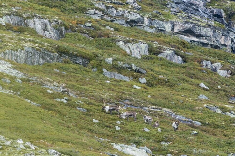 Odd Inge Øvstedal har blinket ut den øverste av disse seks bukkene. Omsider reiser de seg … Odd Inge Øvstedal har blinket ut den øverste av disse seks bukkene. Omsider reiser de seg …