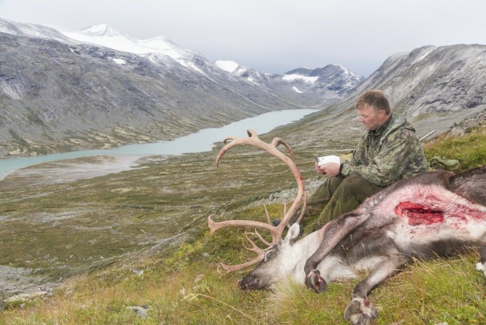 Etter kortskjæring og vomming lar vi bukken ligge til neste morgen. Etter kortskjæring og vomming lar vi bukken ligge til neste morgen.