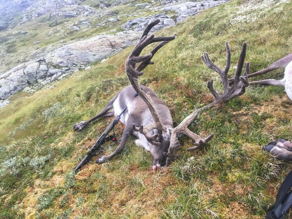 47 av fjorårets bukker fra villreinfjellet holdt til gull. Størst av alle var den fra Ullensvang, felt av Gaute Kvåle. 47 av fjorårets bukker fra villreinfjellet holdt til gull. Størst av alle var den fra Ullensvang, felt av Gaute Kvåle.