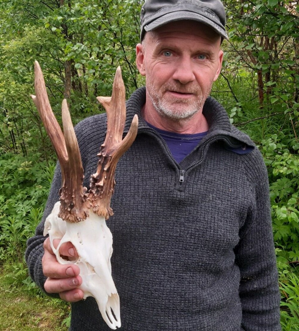 Den kompakte hodepryden til råbukken Frank Hansen felte i Trysil, er fjorårets største hjorteviltgevir, uansett art. Med sterke 190,15 poeng, går den inn på en tiendeplass over Norges største rådyrbukker gjennom tidene. Den kompakte hodepryden til råbukken Frank Hansen felte i Trysil, er fjorårets største hjorteviltgevir, uansett art. Med sterke 190,15 poeng, går den inn på en tiendeplass over Norges største rådyrbukker gjennom tidene.