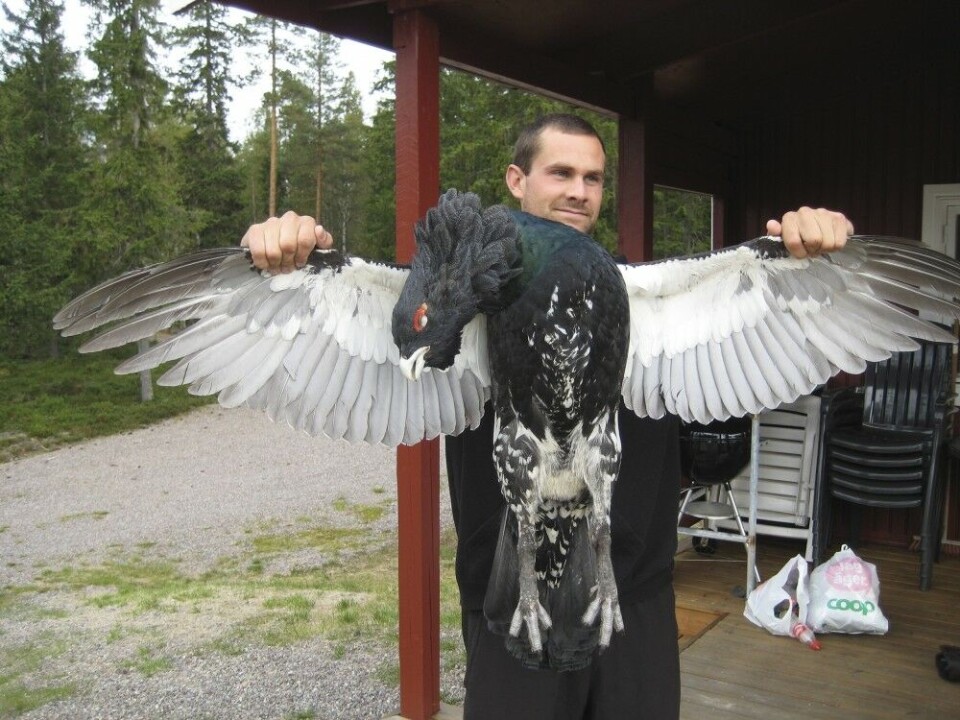 Sveriges tyngste tiur? Thomas W. Valstad felte denne ruggen i Dalarna. Vekta stoppet på 5,95 kg. Sveriges tyngste tiur? Thomas W. Valstad felte denne ruggen i Dalarna. Vekta stoppet på 5,95 kg.