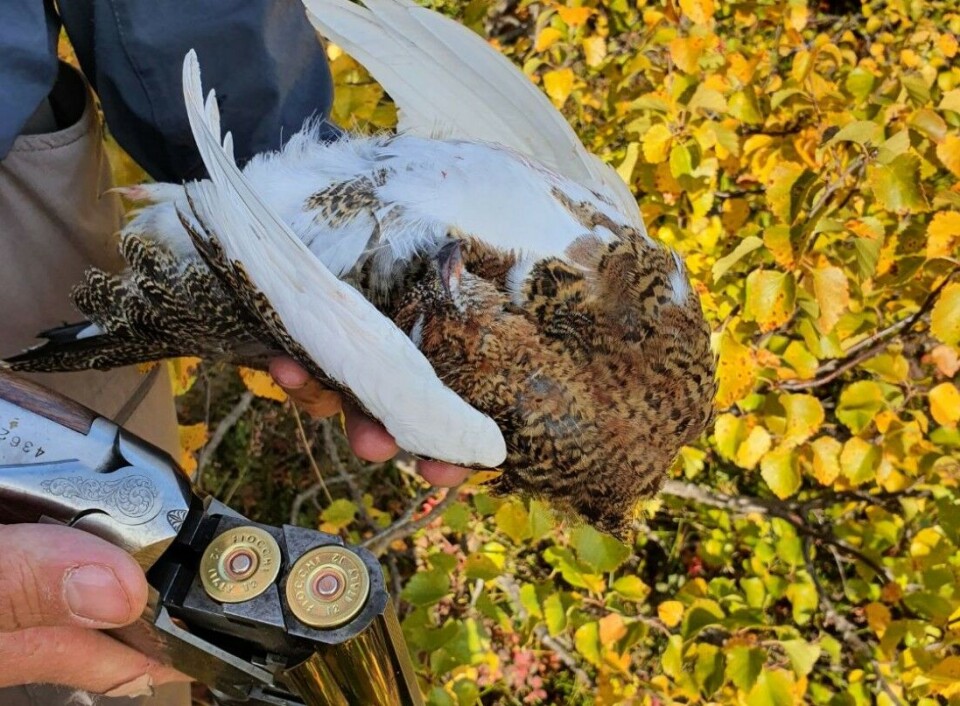 Rypejegerne tok det som en selvfølge at tilbyder disponerte terrenget han leide ut i Setesdal Austhei Telemark. Det gjorde han ikke. Nå er saken politianmeldt. Bildet har ingen tilknytning til saken. Rypejegerne tok det som en selvfølge at tilbyder disponerte terrenget han leide ut i Setesdal Austhei Telemark. Det gjorde han ikke. Nå er saken politianmeldt. Bildet har ingen tilknytning til saken.