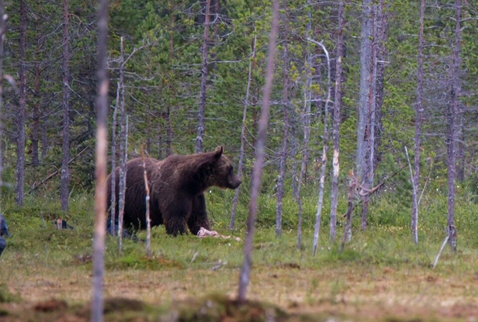 Rovdyrsenter legges til Koppang i Hedmark