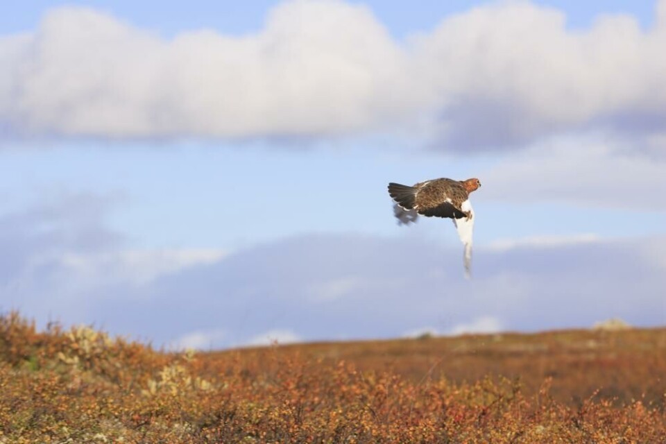 De fleste rypejegere drømmer om å få med seg et knippe brunspraglete herligheter hjem fra høstfjellet. For halvparten av jegerne blir det trolig bli med drømmen.KJELL-ERIK MOSEID De fleste rypejegere drømmer om å få med seg et knippe brunspraglete herligheter hjem fra høstfjellet. For halvparten av jegerne blir det trolig bli med drømmen.KJELL-ERIK MOSEID