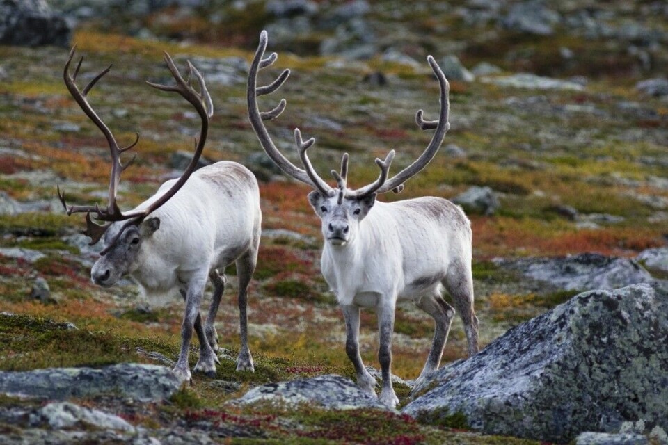 - Dette er en forvaltningsskandale