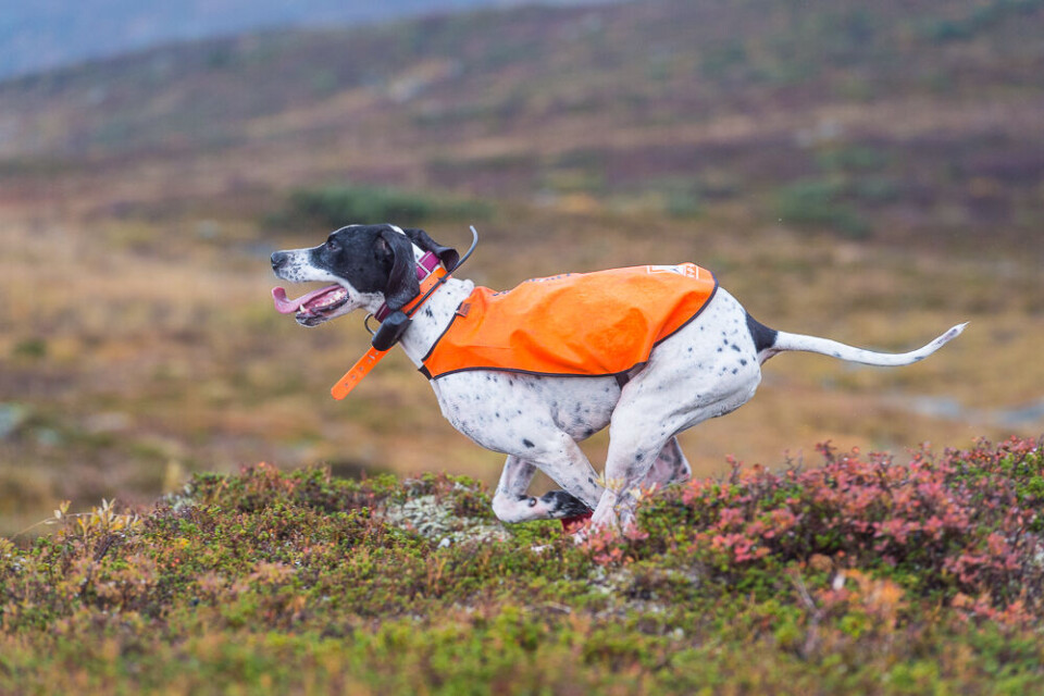 Det går unna når ei ung pointertispe legger i vei i fjellet. Det går unna når ei ung pointertispe legger i vei i fjellet.