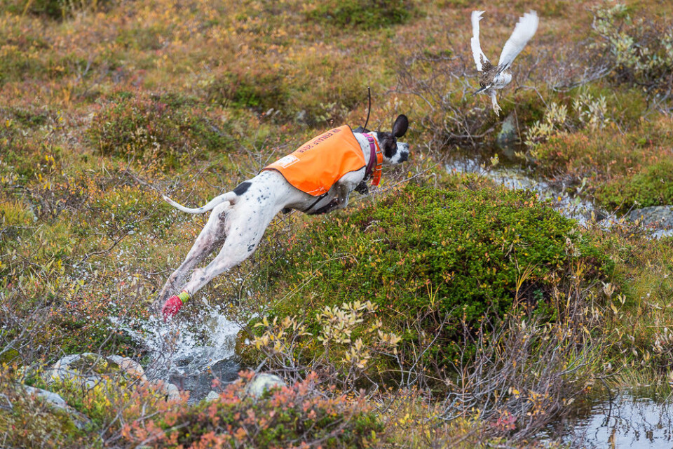 Blir det skadeskutt fugl er en god hund gull verdt. Rypa er snart innhentet. Blir det skadeskutt fugl er en god hund gull verdt. Rypa er snart innhentet.