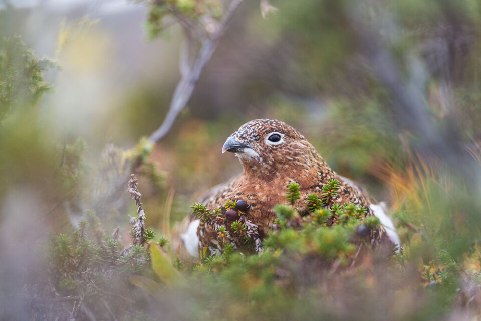 Hva er det med denne rypa som drar oss til fjells i hopetall, år etter år? Hva er det med denne rypa som drar oss til fjells i hopetall, år etter år?