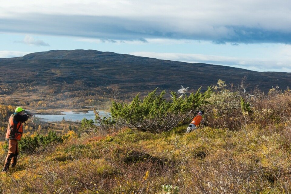 Elleve ryper kaster seg ut over skrenten, ei dør i skuddet. Elleve ryper kaster seg ut over skrenten, ei dør i skuddet.