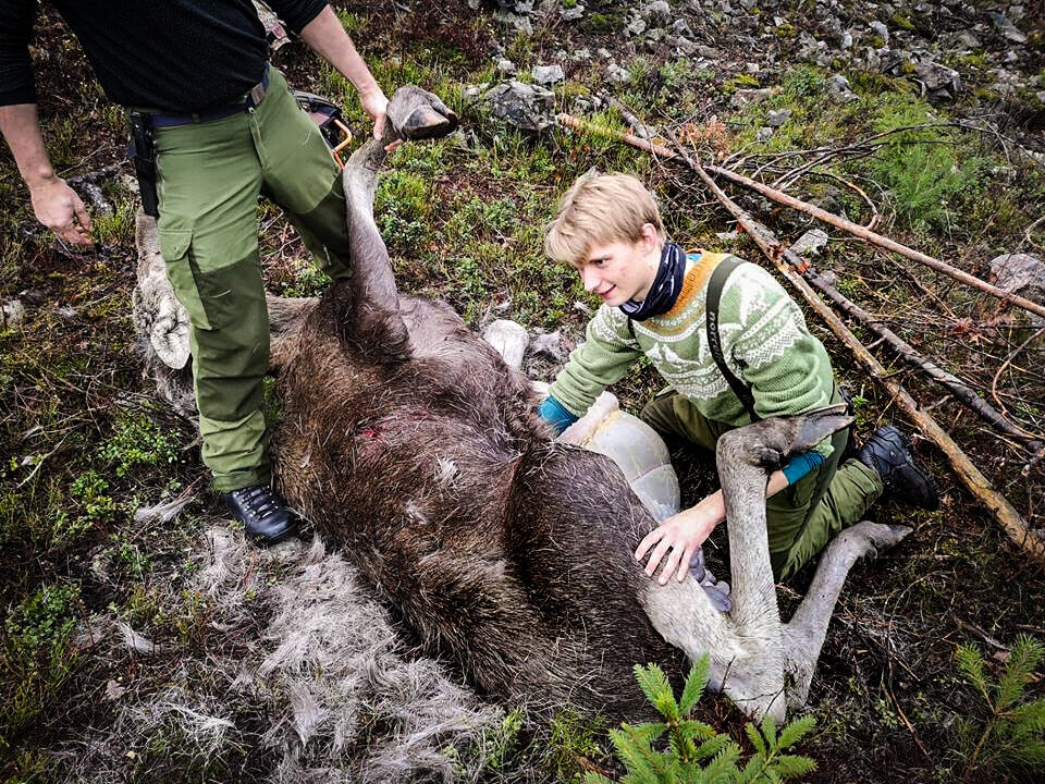 Seinere i jakta blir det elgfall, og det er «vår mann», Mattis Fjeldvik Lorentzen som sender dyret i bakken! Seinere i jakta blir det elgfall, og det er «vår mann», Mattis Fjeldvik Lorentzen som sender dyret i bakken!