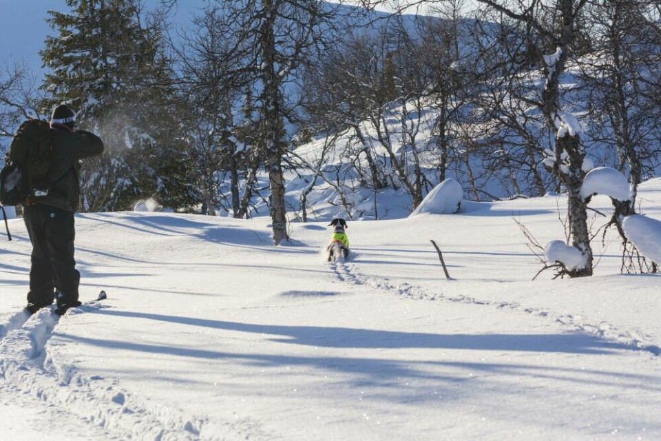 Skuddet går og rypa forsvinner ned bak den lille kollen. Skuddet går og rypa forsvinner ned bak den lille kollen.