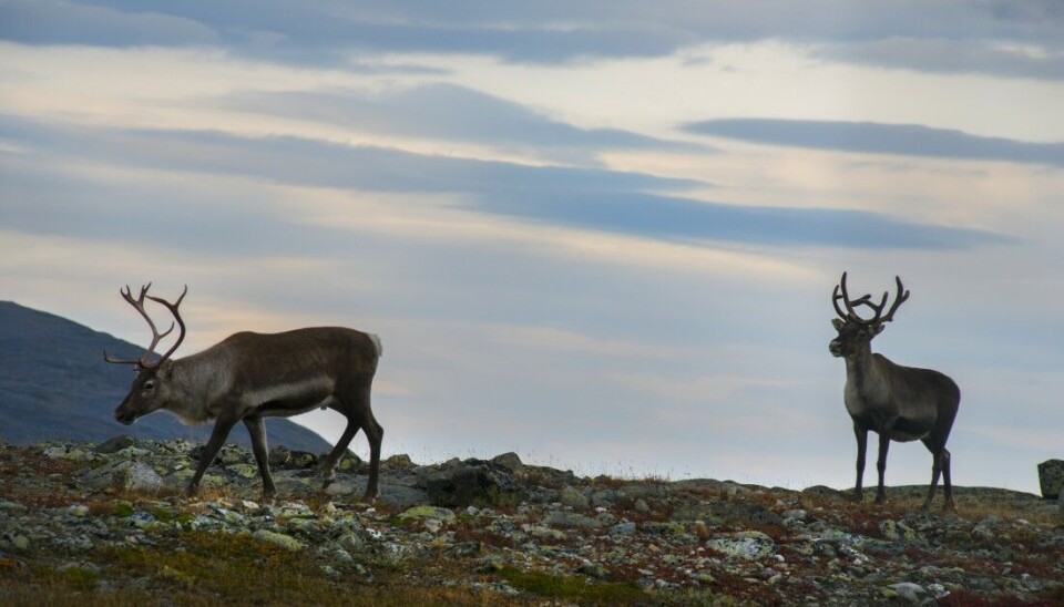 Lederen i Hardangervidda villreinutval mener at et ekstraordinært uttak av bukk kan gjøres skånsomt, og er et godt tiltak om målet er å hindre skrantesjuka i å etablere seg på Hardangervidda. Lederen i Hardangervidda villreinutval mener at et ekstraordinært uttak av bukk kan gjøres skånsomt, og er et godt tiltak om målet er å hindre skrantesjuka i å etablere seg på Hardangervidda.