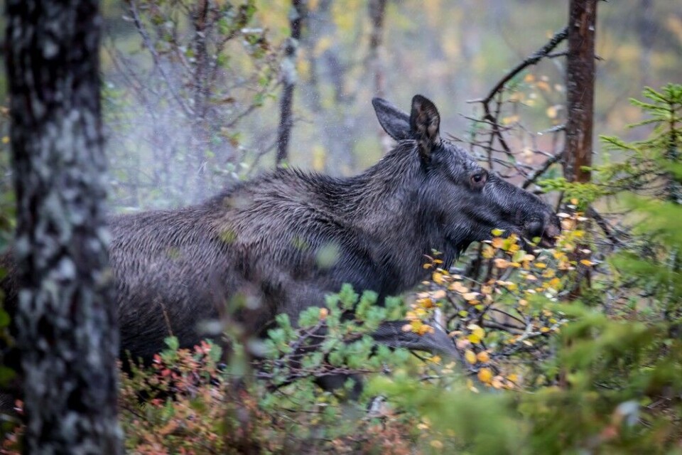 … og gir kviga et skudd i bogen. Dyret tegner for treff … … og gir kviga et skudd i bogen. Dyret tegner for treff …