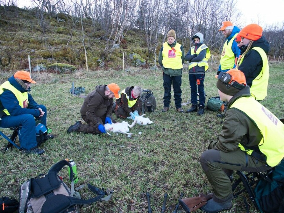 Ett av fire lag samlet for å lære hvordan man vommer en hare. På slutten av kurset gjorde flere av deltakerne jobben uten hjelp. Ett av fire lag samlet for å lære hvordan man vommer en hare. På slutten av kurset gjorde flere av deltakerne jobben uten hjelp.