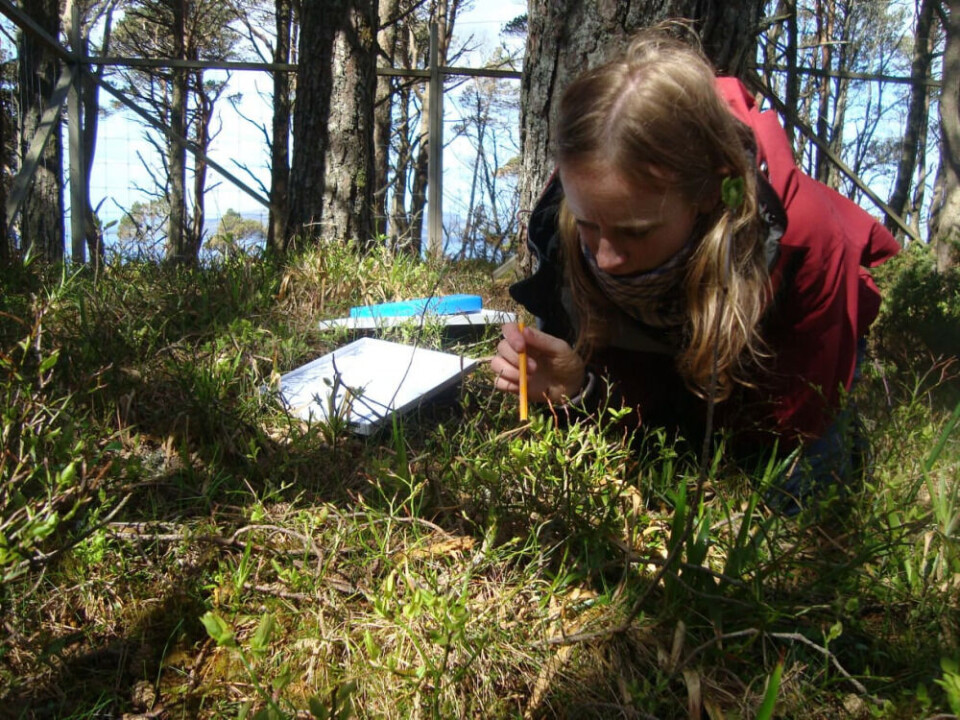 Marte Synnøve Lilleeng er stipendiat ved NMBU - Norges miljø- og biovitenskapelige universitet. Forskningen hennes viser hvordan hjortebeiting påvirker flere nivåer i økosystemet, fra biller til trær. Marte Synnøve Lilleeng er stipendiat ved NMBU - Norges miljø- og biovitenskapelige universitet. Forskningen hennes viser hvordan hjortebeiting påvirker flere nivåer i økosystemet, fra biller til trær.
