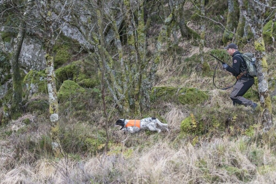 Rugda beiner på bakken, men Daisy spikrer den etter 50 meter og gir matfar en flott skuddsjanse som blir tatt godt vare på. Rugda beiner på bakken, men Daisy spikrer den etter 50 meter og gir matfar en flott skuddsjanse som blir tatt godt vare på.
