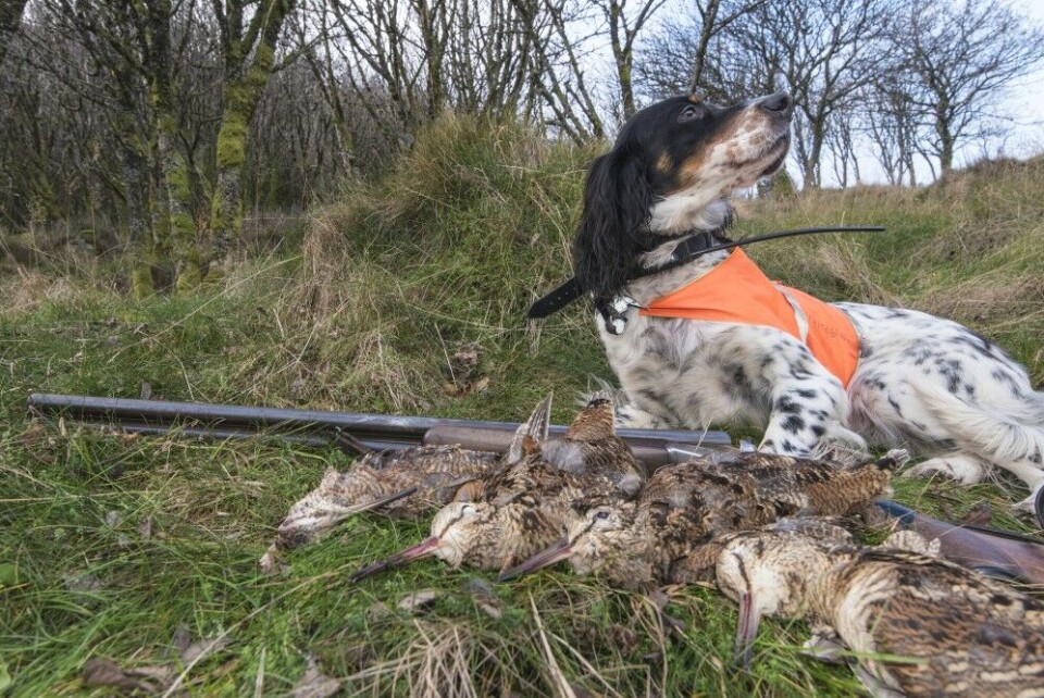 Årlig felles det 3000–4000 rugder i Norge, flesteparten i kystområdene på Vestlandet. Olav er mer opptatt av samarbeidet med hunden enn antallet fugl i sekken. Årlig felles det 3000–4000 rugder i Norge, flesteparten i kystområdene på Vestlandet. Olav er mer opptatt av samarbeidet med hunden enn antallet fugl i sekken.