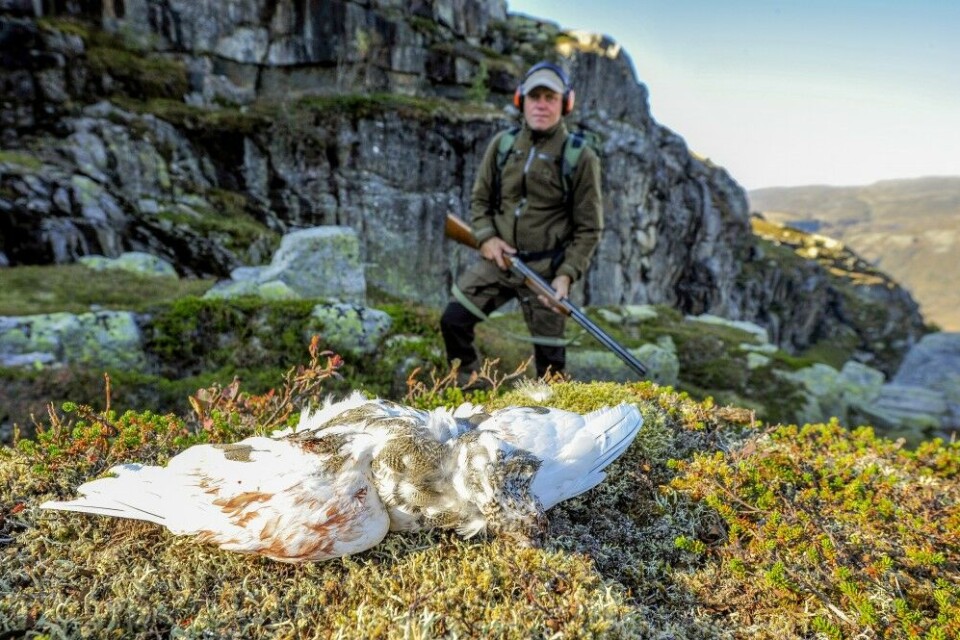 Fort inn, og fort ut er kjennetegnet på dagens rypejeger, ifølge Torgeir Lande i Norges Fjellstyresamband.