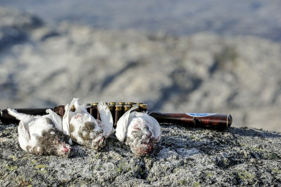 Du kan komme til i enkelte områder fra jaktstart uten å ha søkt. Sjansen er størst hvis du jakter uten hund og i fjellrypeområder.