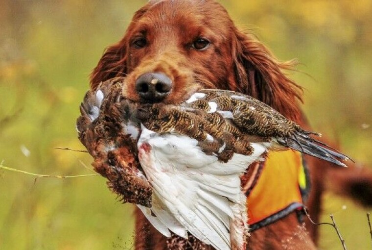 Mager rypejakt hos Fjellstyrene i år