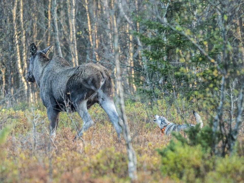 Ingen hund kan tvinge en elg til å bli stående. Her er det ganglos for jämthunden Martta på enslig elgku, som ikke er på kvota. En dyktig elghund vil i slike situasjoner forsøke å komme opp på siden av elgen for å få den til å stoppe, eller redusere farten. Ingen hund kan tvinge en elg til å bli stående. Her er det ganglos for jämthunden Martta på enslig elgku, som ikke er på kvota. En dyktig elghund vil i slike situasjoner forsøke å komme opp på siden av elgen for å få den til å stoppe, eller redusere farten.