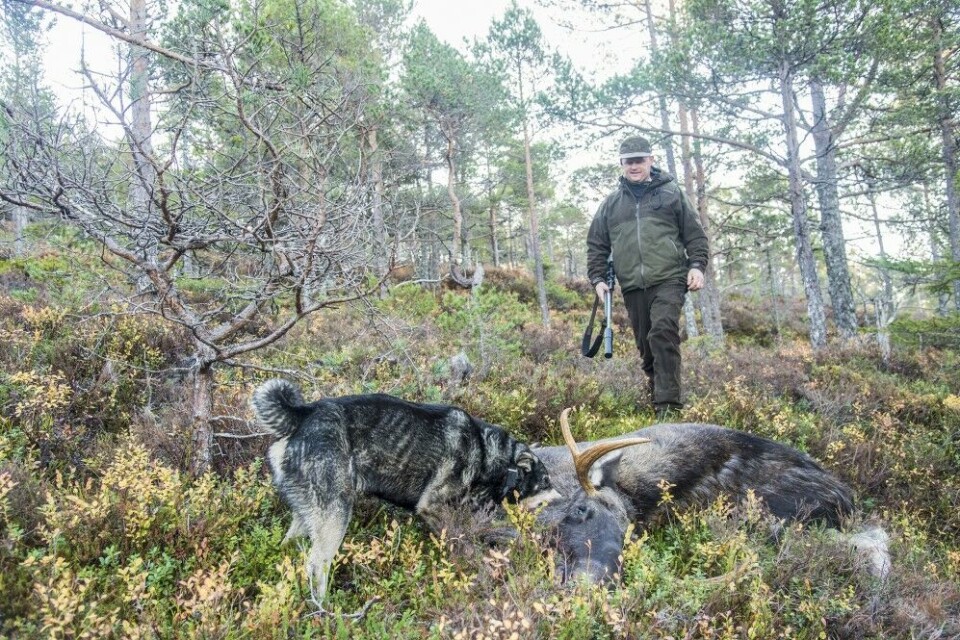 Ingen hund kan tvinge en elg til å bli stående. Her er det ganglos for jämthunden Martta på enslig elgku, som ikke er på kvota. En dyktig elghund vil i slike situasjoner forsøke å komme opp på siden av elgen for å få den til å stoppe, eller redusere farten. Ingen hund kan tvinge en elg til å bli stående. Her er det ganglos for jämthunden Martta på enslig elgku, som ikke er på kvota. En dyktig elghund vil i slike situasjoner forsøke å komme opp på siden av elgen for å få den til å stoppe, eller redusere farten.