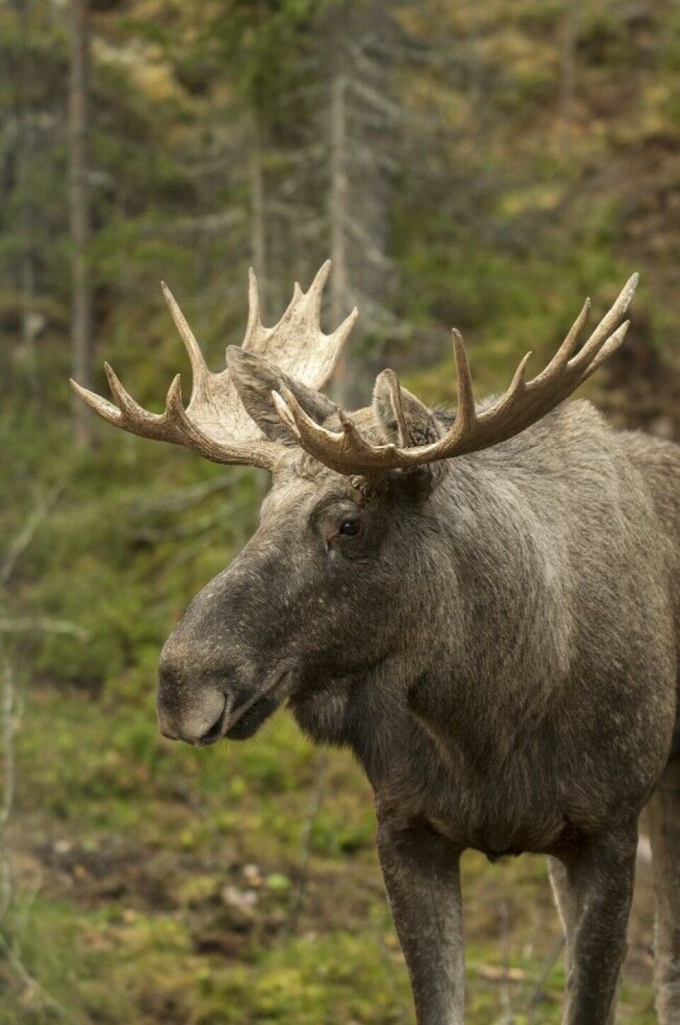 Tredje Tredje