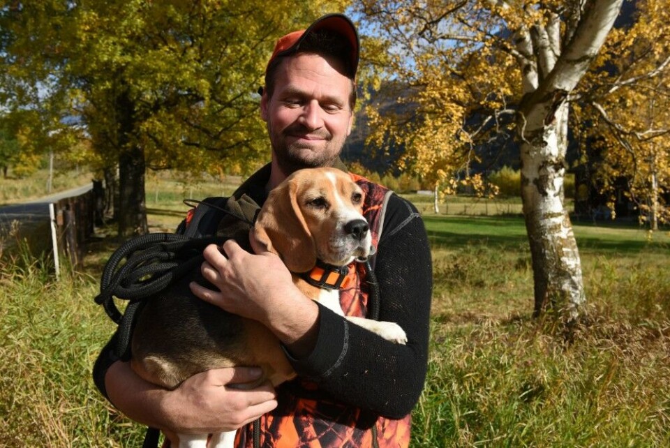 Øyvind Krøkje har stor glede av beaglen Bella i hjortejakta. Øyvind Krøkje har stor glede av beaglen Bella i hjortejakta.