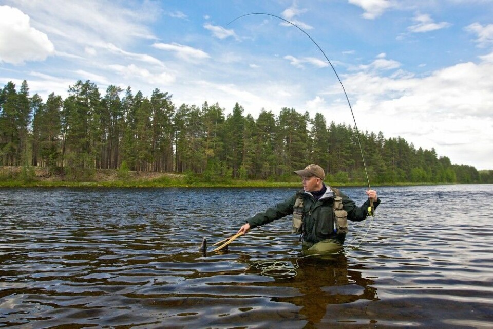 Harren kalles også for solfisken. Ikke overraskende kan du ha godt fiske etter den midt i solsteika … Harren kalles også for solfisken. Ikke overraskende kan du ha godt fiske etter den midt i solsteika …