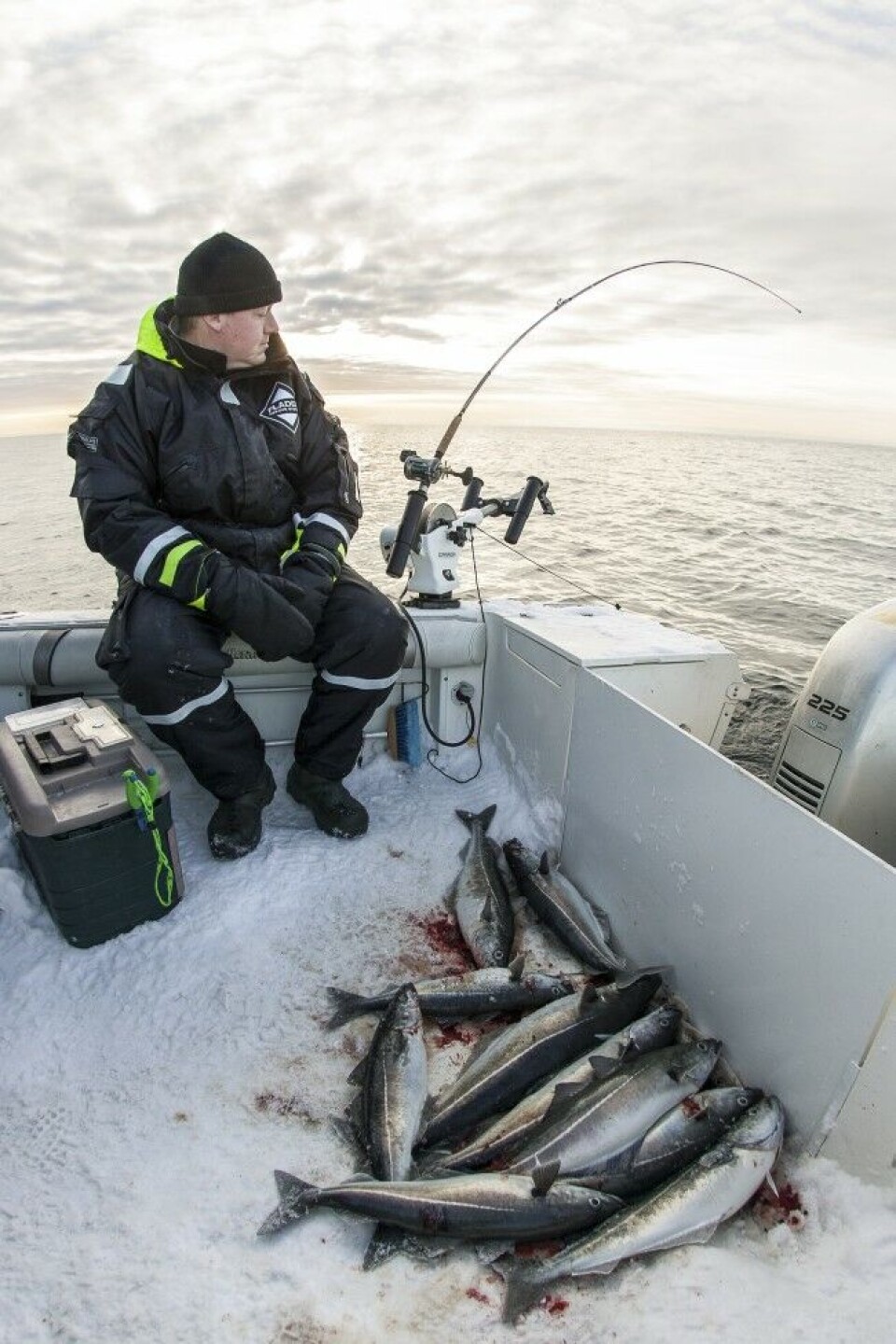 Med et ekkolodd, en dyprigg og en stang, kan man fiske utrolig effektivt etter stimfisk når de samler seg. Seien på bildet ble alle fanget på 40 meters dyp med wobbler og gummimark som opphenger. Med et ekkolodd, en dyprigg og en stang, kan man fiske utrolig effektivt etter stimfisk når de samler seg. Seien på bildet ble alle fanget på 40 meters dyp med wobbler og gummimark som opphenger.