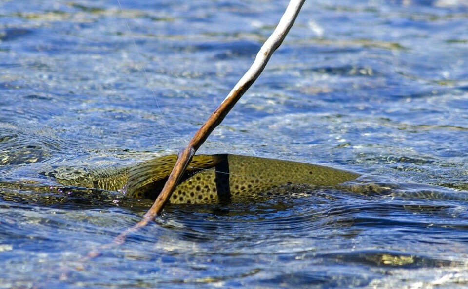 Bruk så tjukk fortom som mulig, for å få fisken raskt i land og unngå at fangsten glipper. Bruk så tjukk fortom som mulig, for å få fisken raskt i land og unngå at fangsten glipper.