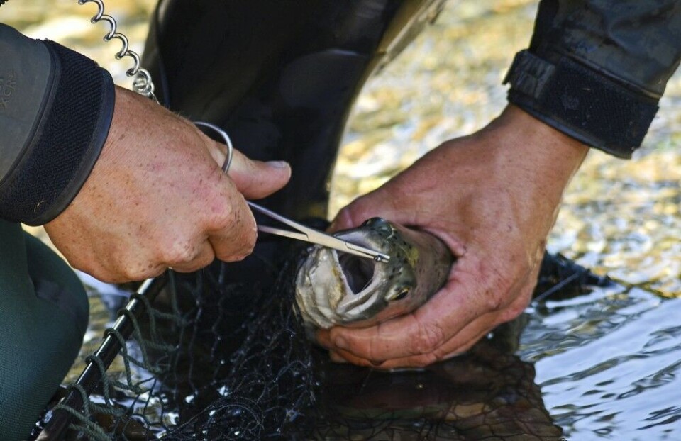 Nedklemte kroker og krokløsertang sørger for en mer skånsom gjenutsetting. Nedklemte kroker og krokløsertang sørger for en mer skånsom gjenutsetting.