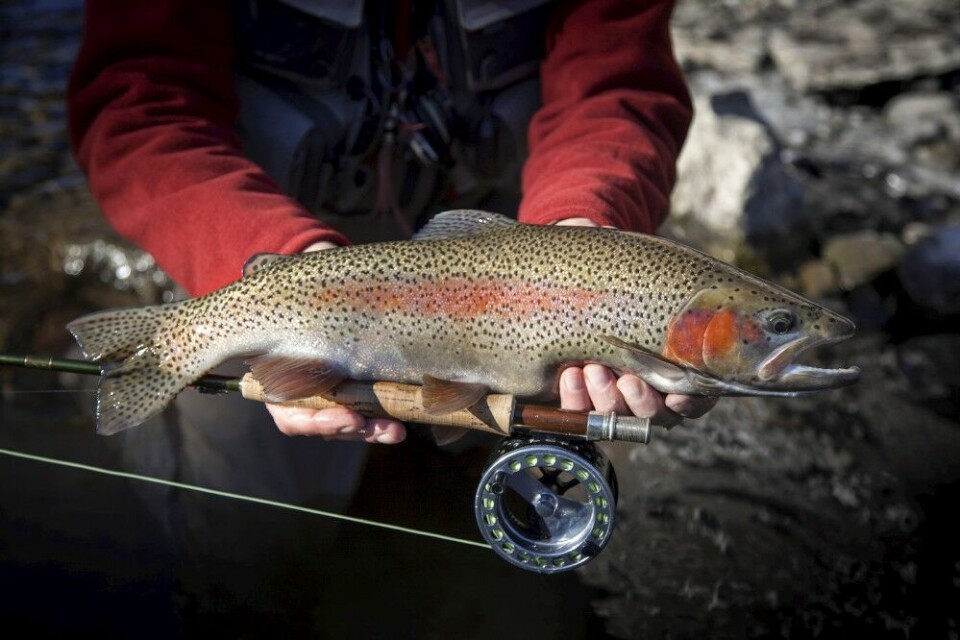 IKKE SÅNN! Ørretens indre organer er svært utsatt for skade. Hjertet, gjellene og levra ligger like ved fiskens brystfinne. «Dødsgrepet» kan medføre at fisken dør like etter gjenutsetting. IKKE SÅNN! Ørretens indre organer er svært utsatt for skade. Hjertet, gjellene og levra ligger like ved fiskens brystfinne. «Dødsgrepet» kan medføre at fisken dør like etter gjenutsetting.