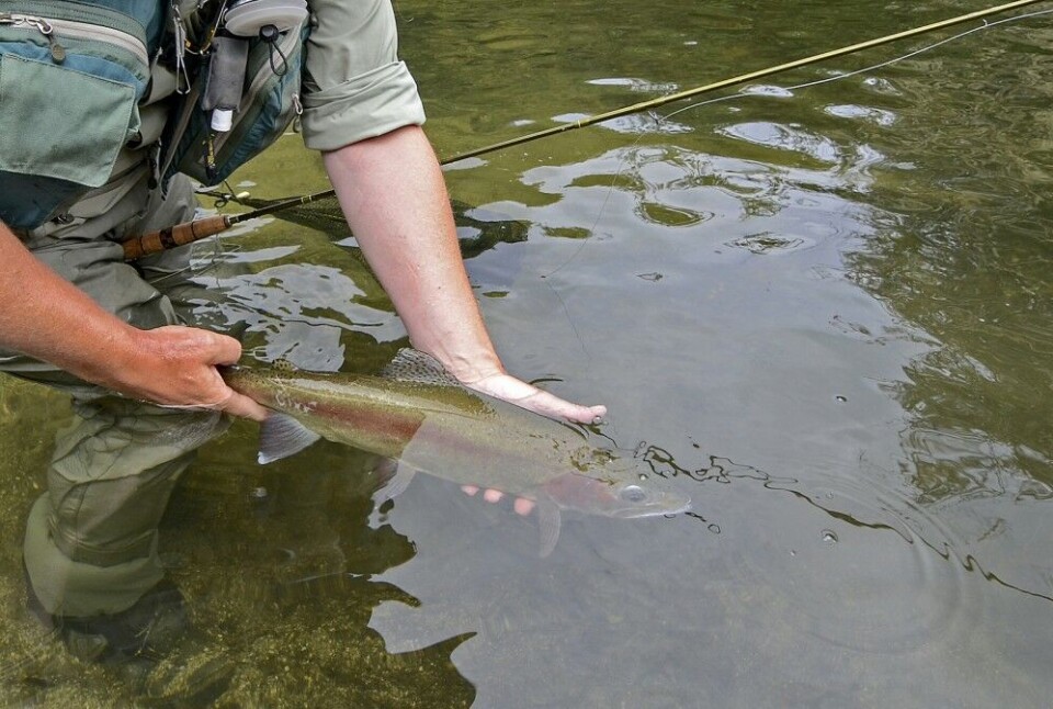 Sånn! Unngå unødig løfting av fisken. Bilder kan tas mens den er i vannet. Sånn! Unngå unødig løfting av fisken. Bilder kan tas mens den er i vannet.