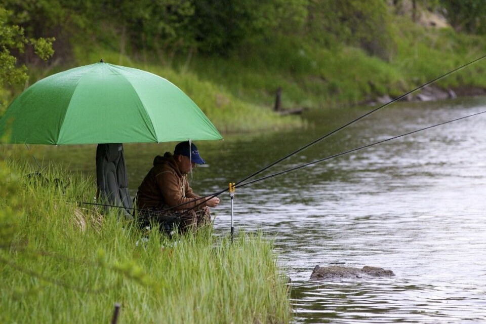 Mattilsynet mener sportsfiske etter arter som vederbuk, som er arten det fiskes etter på bildet, er forbudt, så lenge du ikke har tenkt å spise fisken. I praksis innebærer det et forbud mot meitefiske. Mattilsynet mener sportsfiske etter arter som vederbuk, som er arten det fiskes etter på bildet, er forbudt, så lenge du ikke har tenkt å spise fisken. I praksis innebærer det et forbud mot meitefiske.