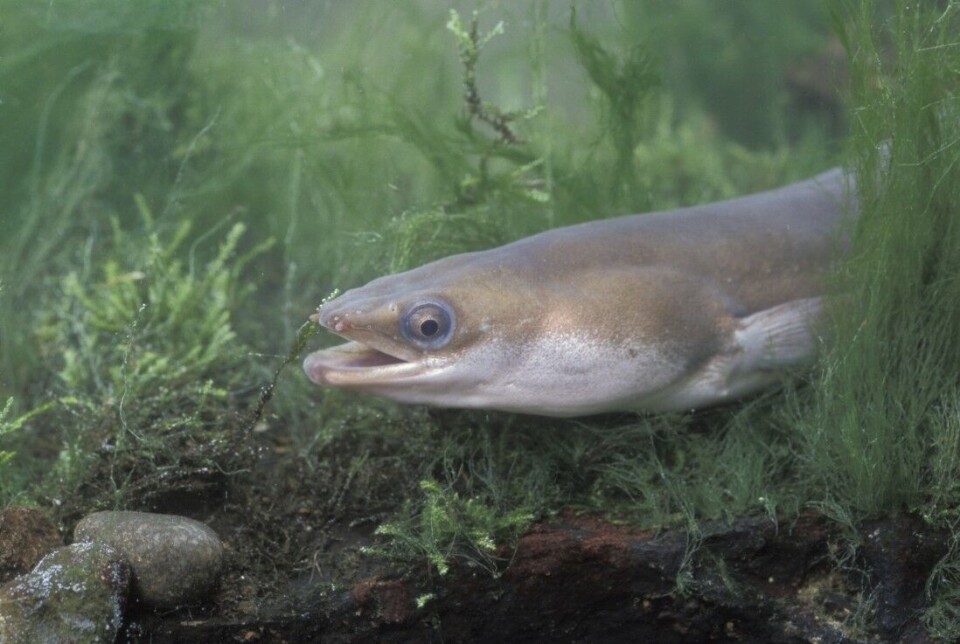 Ålen studeres utenfor Risør. Ålen studeres utenfor Risør.